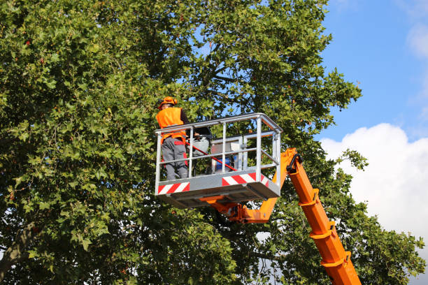 How Our Tree Care Process Works  in  Clarkston, GA